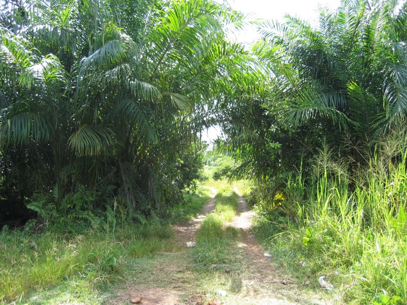 File:Anse Barbarons Mahe 002.jpg