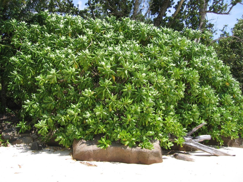 File:Anse Cimitiere Mahe 010.jpg