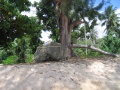 Anse Marie-Louise Praslin 006.jpg
