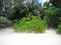 Anse Marie Louise Mahe 003.jpg