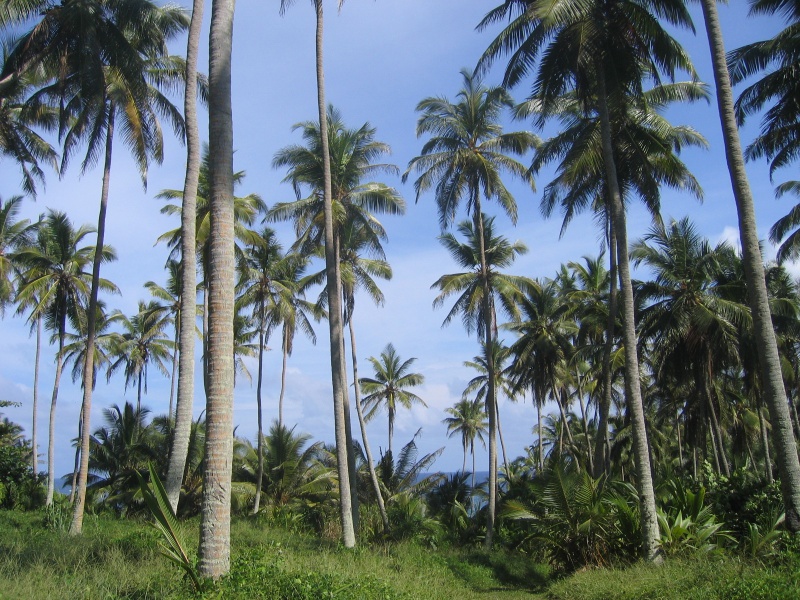 File:Anse Park Fregate 002.jpg