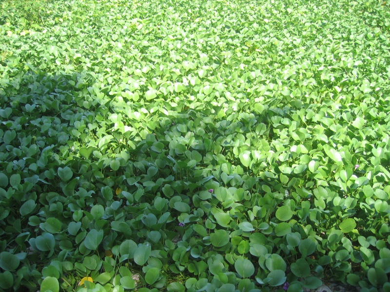 File:Anse Park Fregate 009.jpg