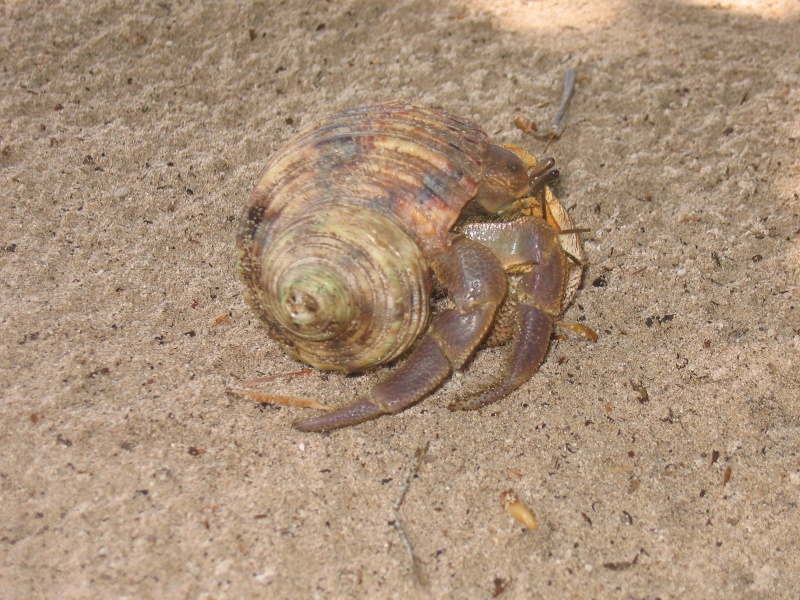 File:Aride Island 030.jpg