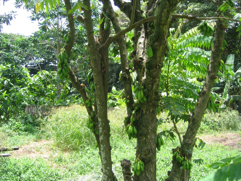 File:Aride Island 032.jpg