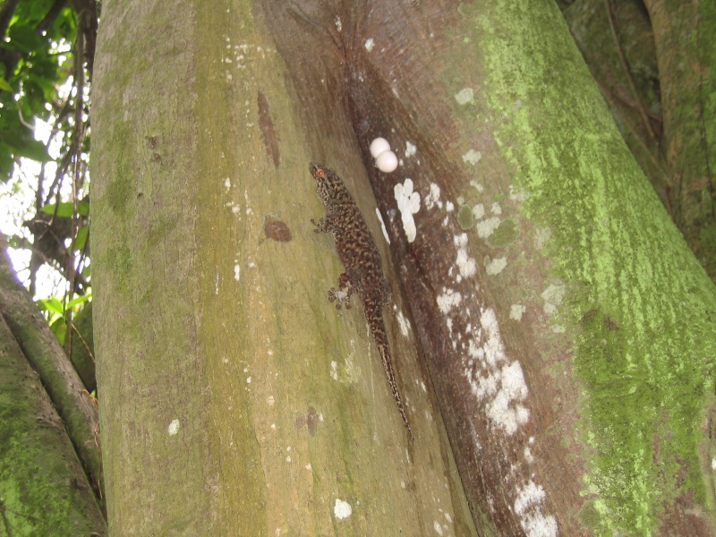 File:Aride Island 033.jpg