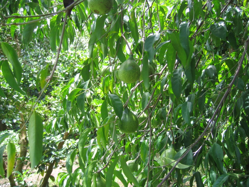 File:Aride Island 034.jpg