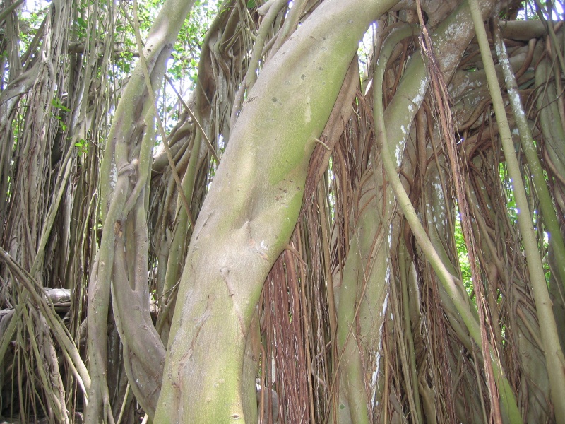 File:Aride Island 036.jpg