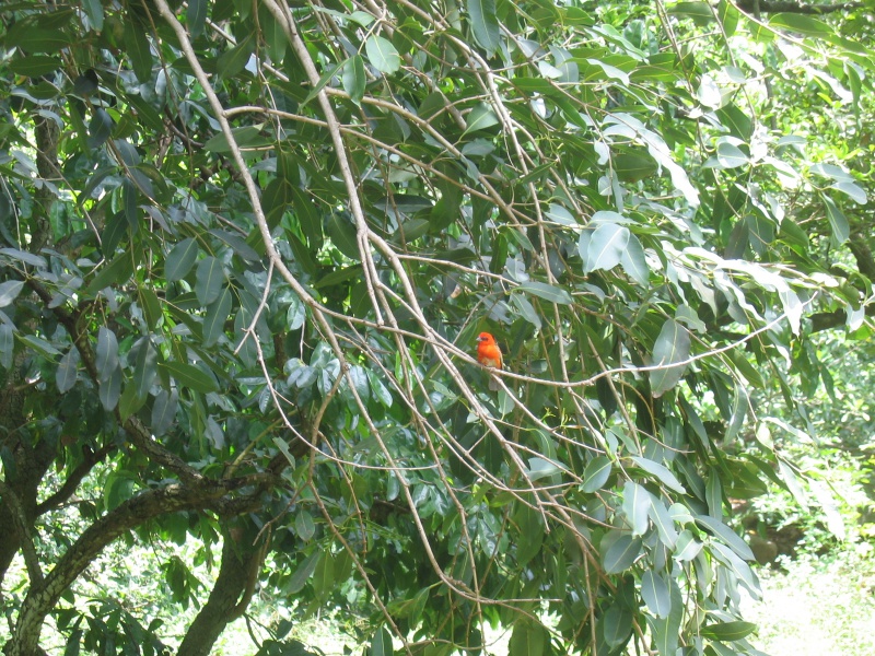 File:Aride Island 040.jpg