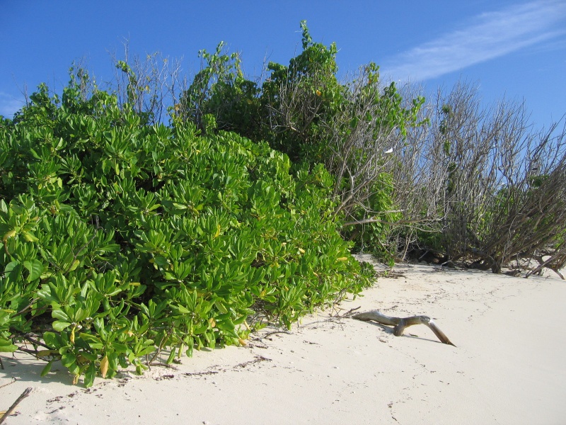 File:Bird Island 006.jpg