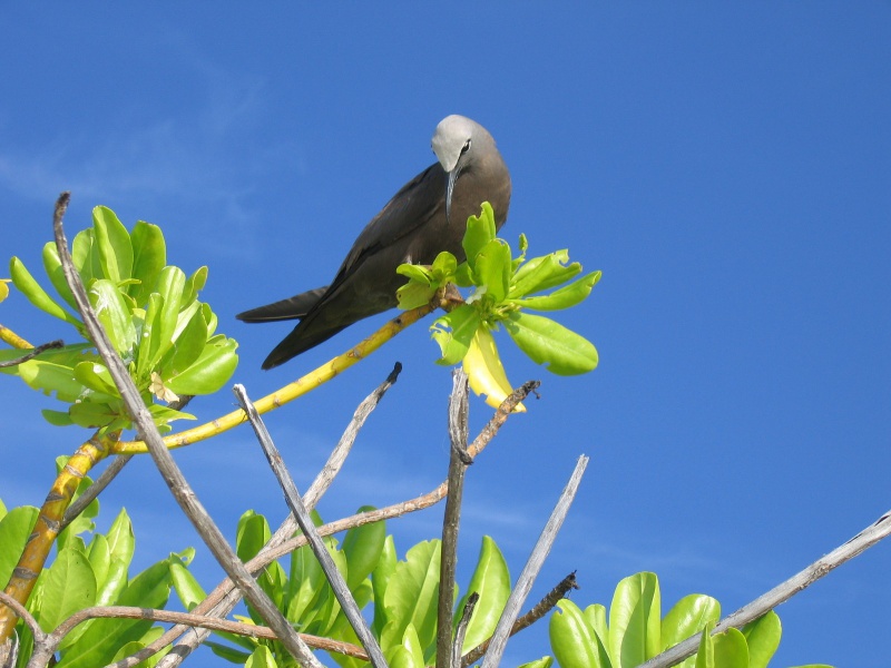 File:Bird Island 008.jpg