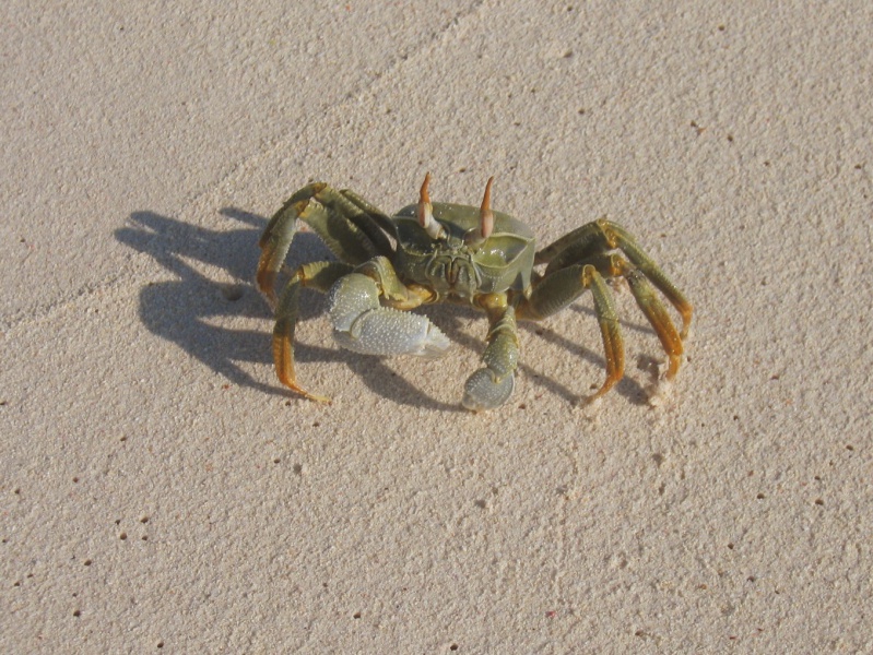 File:Bird Island 009.jpg