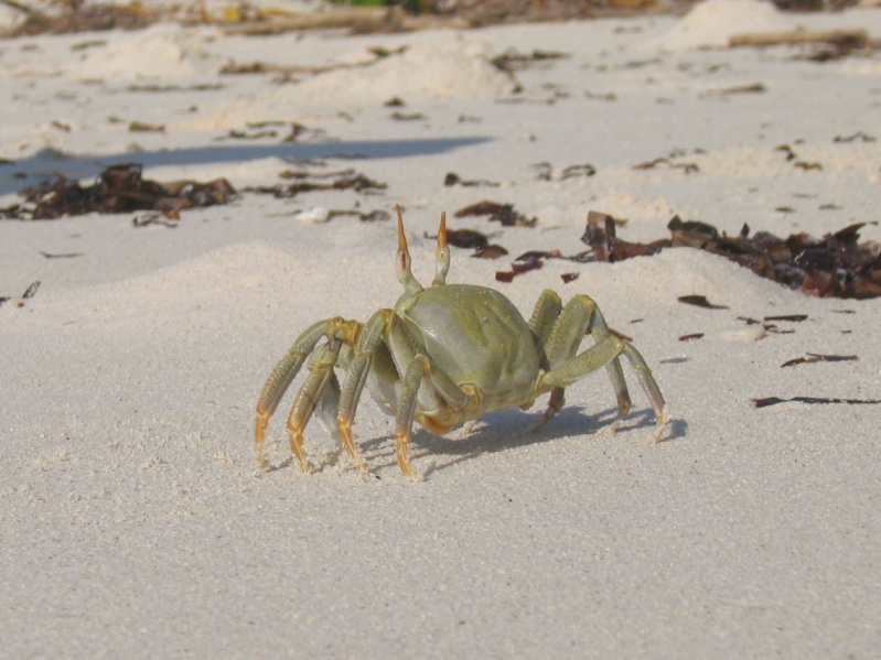 File:Bird Island 010.jpg
