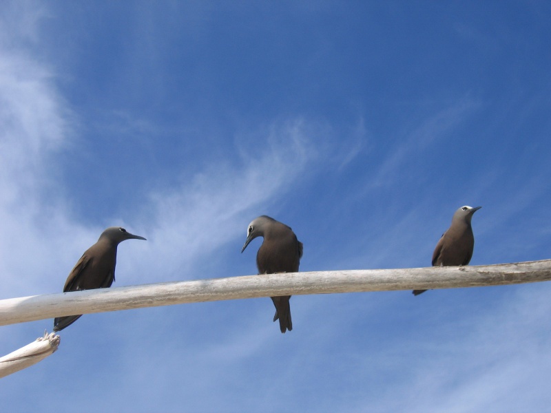 File:Bird Island 013.jpg
