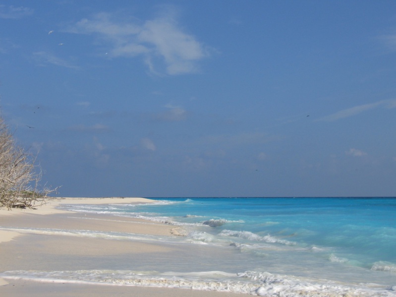 File:Bird Island 017.jpg