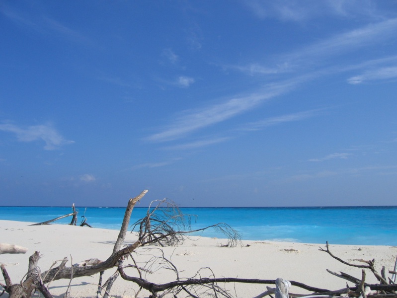 File:Bird Island 018.jpg