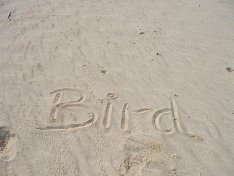File:Bird Island 019.jpg