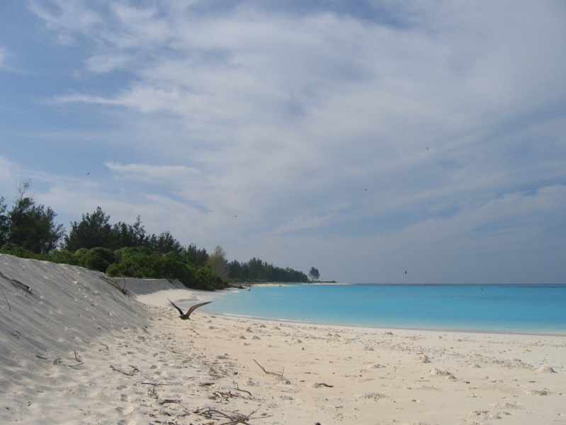 File:Bird Island 020.jpg