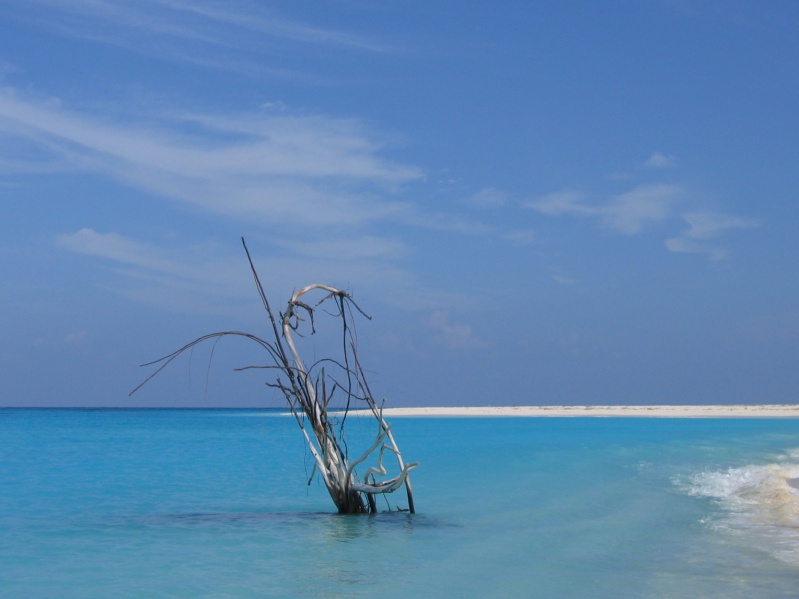 File:Bird Island 021.jpg