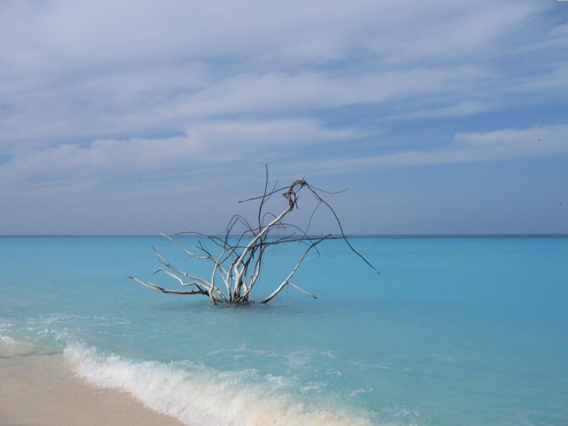 File:Bird Island 023.jpg