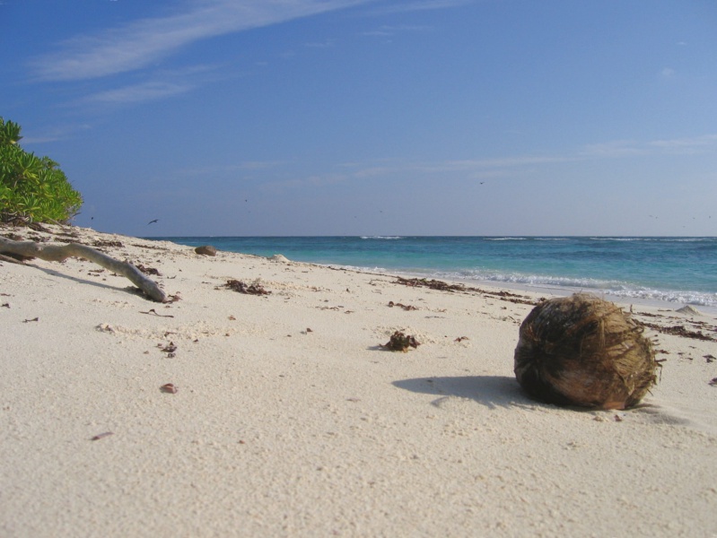 File:Bird Island 026.jpg