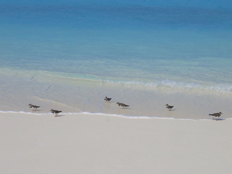 File:Bird Island 028.jpg