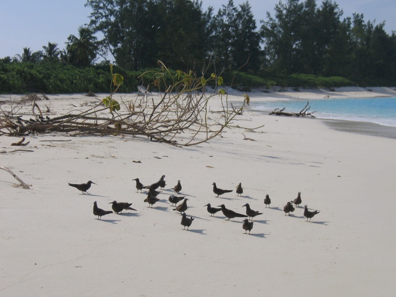 File:Bird Island 029.jpg