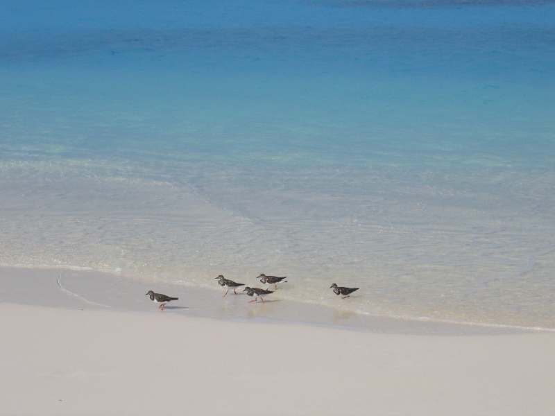 File:Bird Island 030.jpg