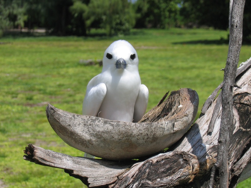 File:Bird Island 038.jpg