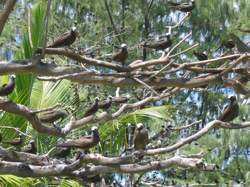 File:Bird Island 040.jpg