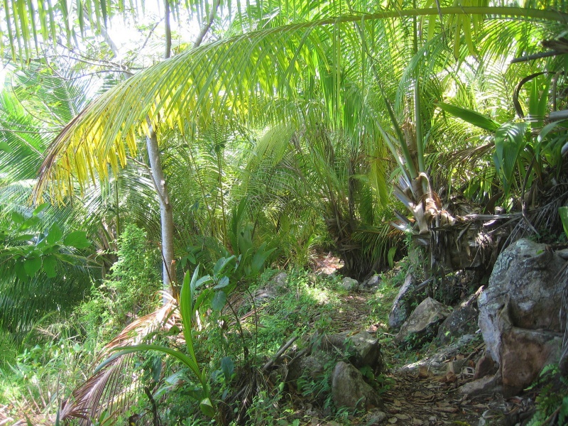 File:Grand Anse Fregate 002.jpg